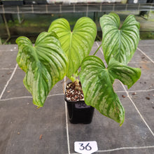 Load image into Gallery viewer, #36 Philodendron Silver Cloud