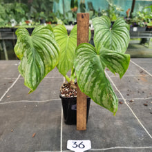 Load image into Gallery viewer, #36 Philodendron Silver Cloud