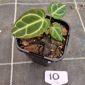 #10 Dark Anthurium Crystallinum x