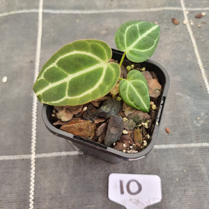 #10 Dark Anthurium Crystallinum x