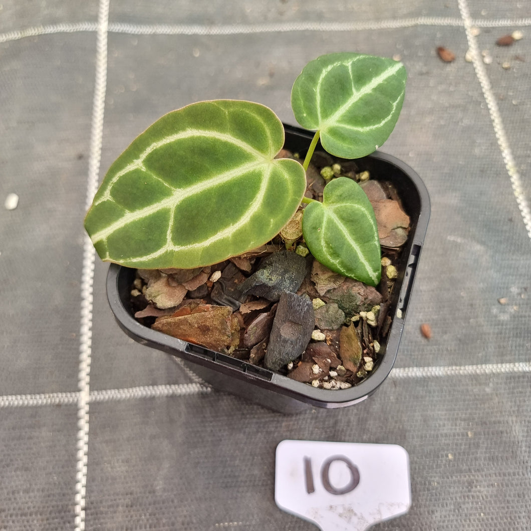 #10 Dark Anthurium Crystallinum x