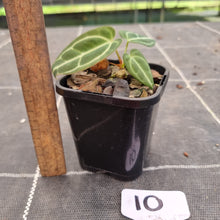 Load image into Gallery viewer, #10 Dark Anthurium Crystallinum x