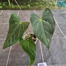 Load image into Gallery viewer, #10 Dark/Flowering Anthurium NOID