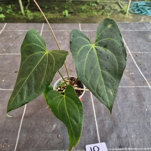 #10 Dark/Flowering Anthurium NOID
