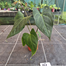 Load image into Gallery viewer, #10 Dark/Flowering Anthurium NOID