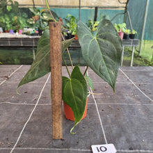 Load image into Gallery viewer, #10 Dark/Flowering Anthurium NOID