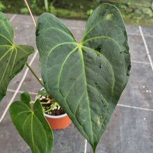 Load image into Gallery viewer, #10 Dark/Flowering Anthurium NOID