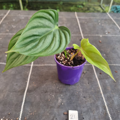 #21 Philodendron Pastazanum