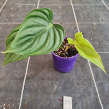 Load image into Gallery viewer, #21 Philodendron Pastazanum