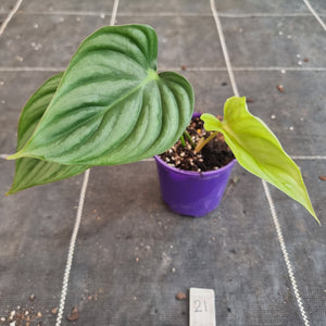 #21 Philodendron Pastazanum