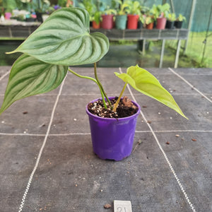 #21 Philodendron Pastazanum