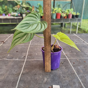 #21 Philodendron Pastazanum