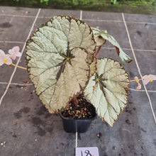 Load image into Gallery viewer, #18 Begonia Silver Skies