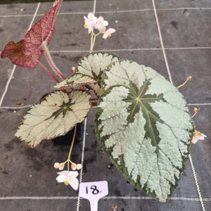 #18 Begonia Silver Skies