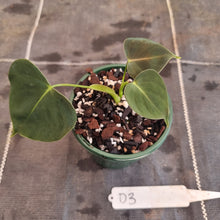 Load image into Gallery viewer, #D3 Philodendron Lupinum