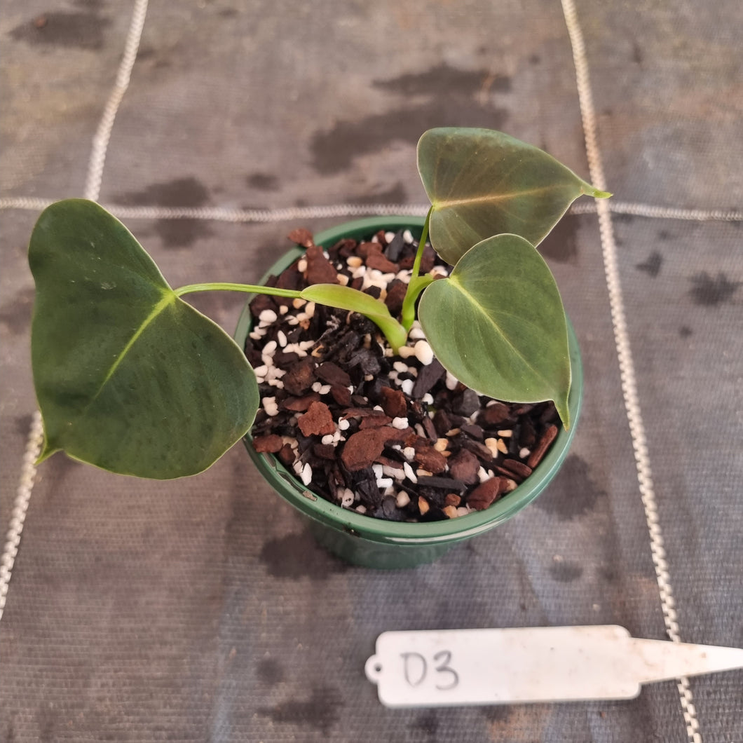 #D3 Philodendron Lupinum