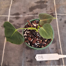 Load image into Gallery viewer, #D3 Philodendron Lupinum