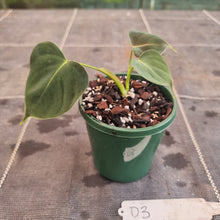 Load image into Gallery viewer, #D3 Philodendron Lupinum