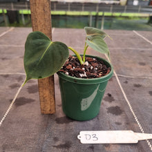 Load image into Gallery viewer, #D3 Philodendron Lupinum