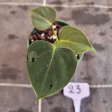 #23 Philodendron Lupinum