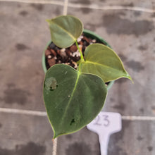 Load image into Gallery viewer, #23 Philodendron Lupinum