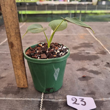 Load image into Gallery viewer, #23 Philodendron Lupinum