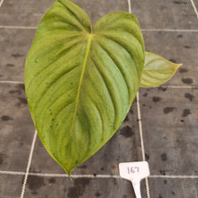 Load image into Gallery viewer, #167 Philodendron Tenue x Plowmanii