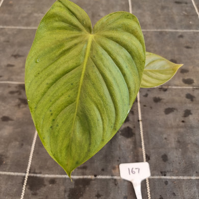 #167 Philodendron Tenue x Plowmanii