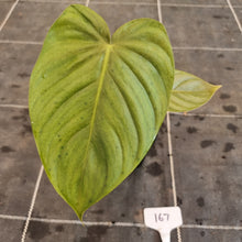 Load image into Gallery viewer, #167 Philodendron Tenue x Plowmanii