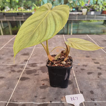 Load image into Gallery viewer, #167 Philodendron Tenue x Plowmanii