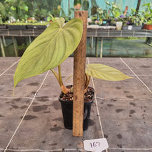 Load image into Gallery viewer, #167 Philodendron Tenue x Plowmanii