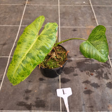 Load image into Gallery viewer, #1 Philodendron Paraiso Verde