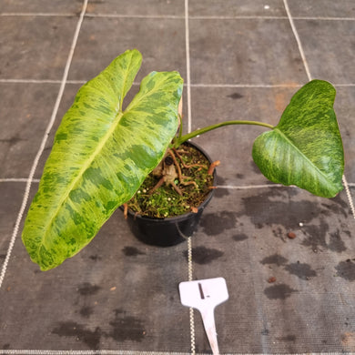 #1 Philodendron Paraiso Verde