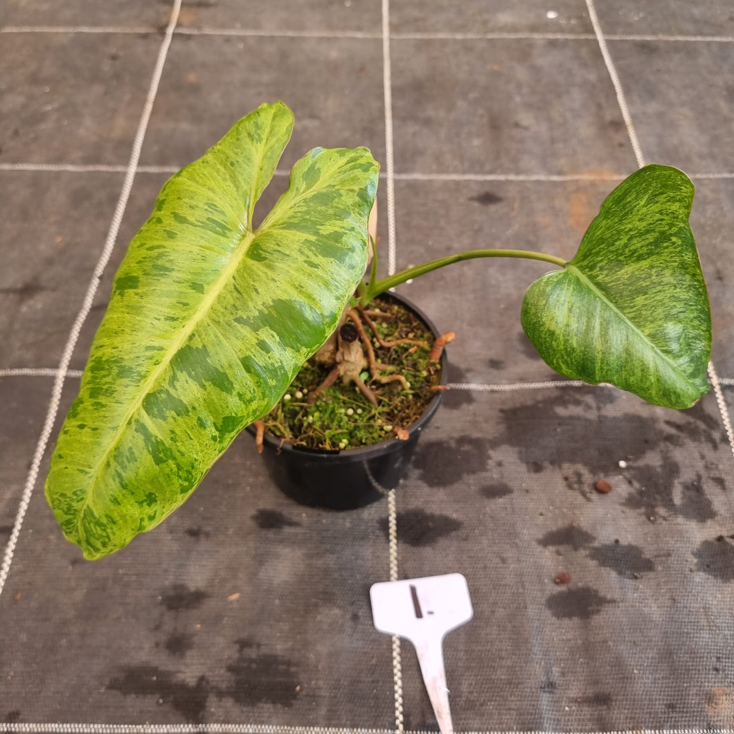 #1 Philodendron Paraiso Verde