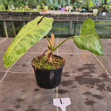 Load image into Gallery viewer, #1 Philodendron Paraiso Verde