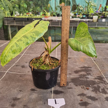 Load image into Gallery viewer, #1 Philodendron Paraiso Verde