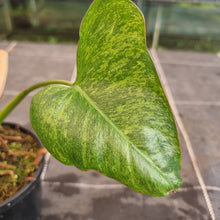 Load image into Gallery viewer, #1 Philodendron Paraiso Verde