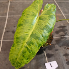 Load image into Gallery viewer, #1 Philodendron Paraiso Verde