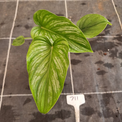 #711 Philodendron Mamei