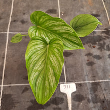 Load image into Gallery viewer, #711 Philodendron Mamei