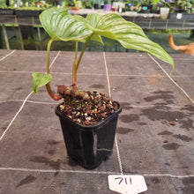 Load image into Gallery viewer, #711 Philodendron Mamei