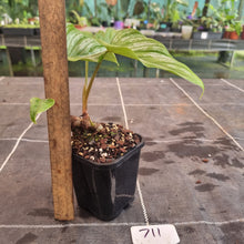 Load image into Gallery viewer, #711 Philodendron Mamei