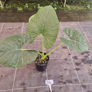 #34 Alocasia Alba