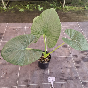 #34 Alocasia Alba