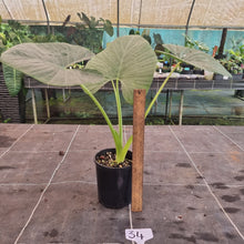 Load image into Gallery viewer, #34 Alocasia Alba