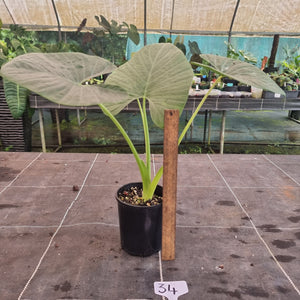 #34 Alocasia Alba