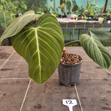 #12 Large Philodendron Glorious