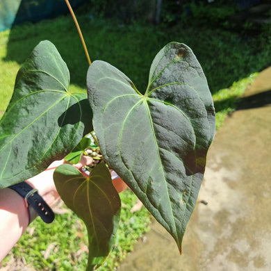 #10 Dark/Flowering Anthurium NOID