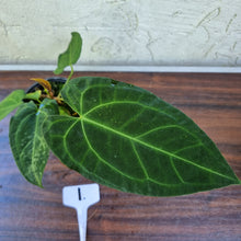 Load image into Gallery viewer, #1 Dark Anthurium NOID
