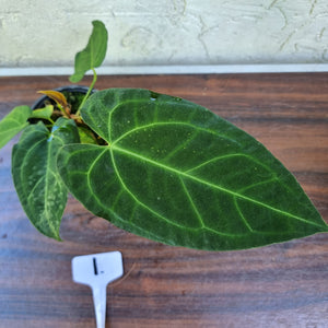 #1 Dark Anthurium NOID